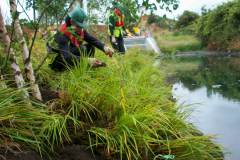 Specialist habitat creation Queen Elizabeth Park